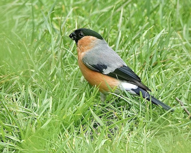 bullfinch